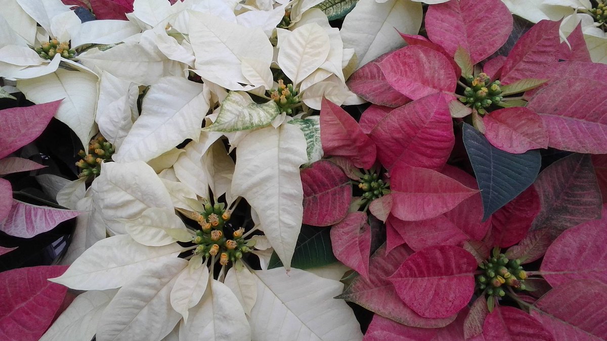 ParksRetail's tweet image. The colors of Christmas are not always red...our pinks and whites look great for New Years too and they are now on sale for 10% off!