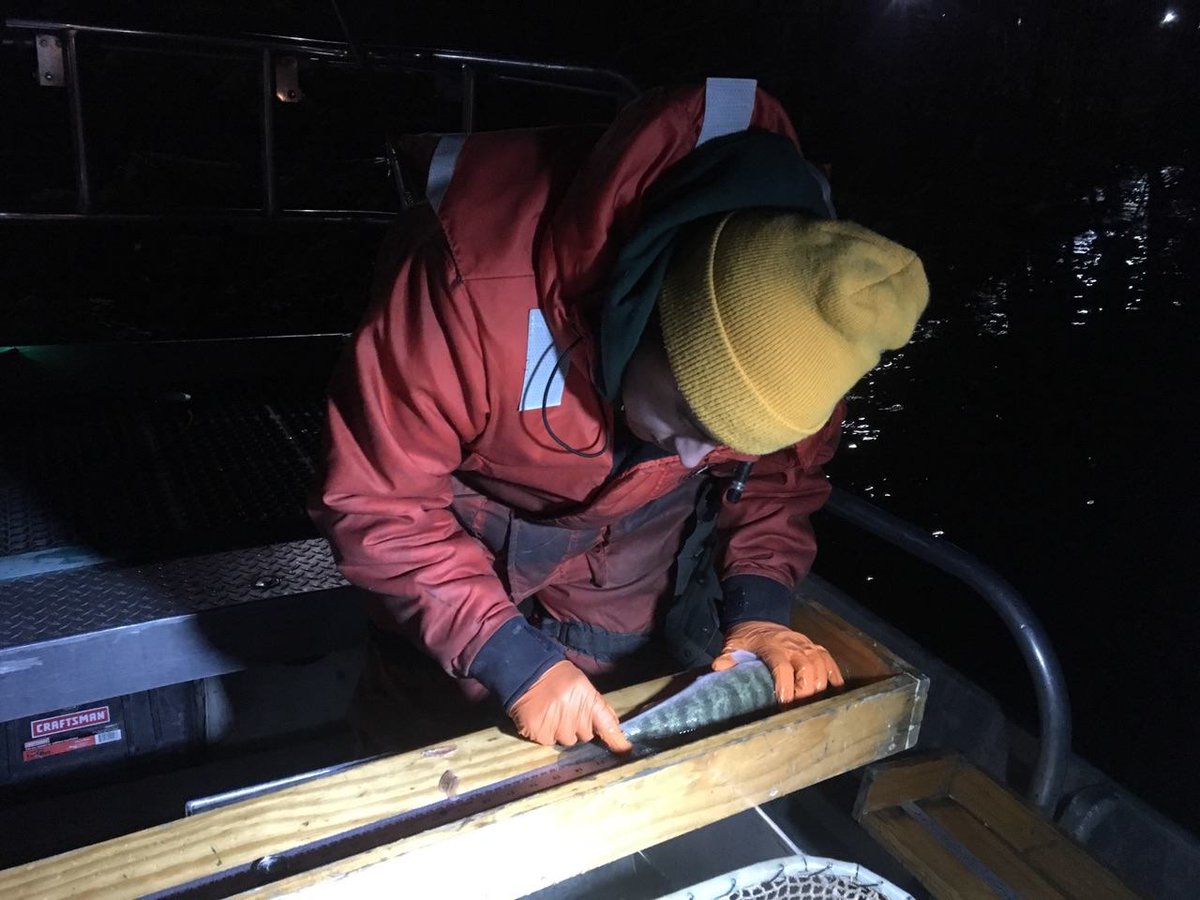 OhioDivWildlife's tweet photo. Fish biologists recently tagged hundreds of #sauger on the #OhioRiver. We ask anglers to report #taggedfish: https://t.co/m4HmiCgVkF https://t.co/uRDmOaFYAF