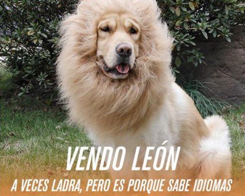 🐰🐹🐶🐱🐍🐥🐓🐎🐿🐇
¡Encontrá tu mascota en alamaula.com/s-mascotas/v1c…!