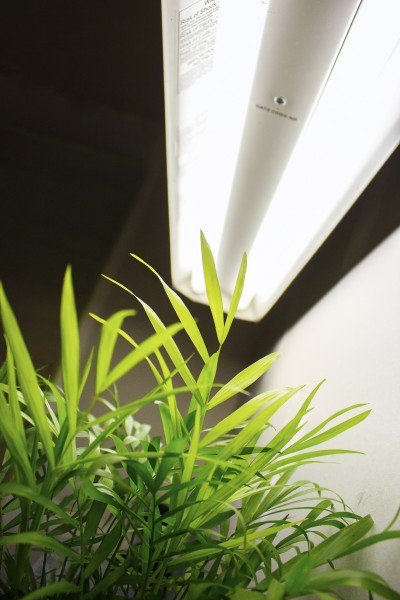 LotusDawn's tweet photo. Tips On Using Grow Lights On Plants https://t.co/4uCBXxZmlk #IndoorPlants #GardeningTips https://t.co/AsxGOLKWgM