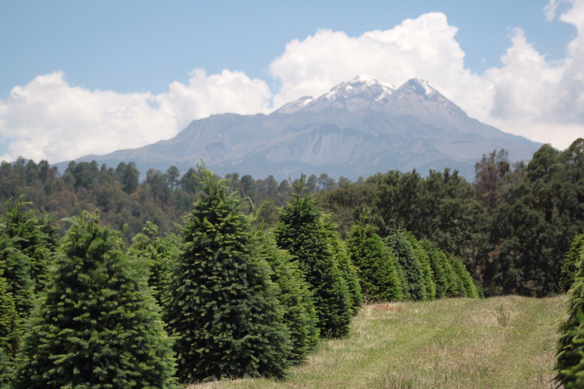 ¡Los mejores del país! y tú ¿Ya tienes el tuyo? 
#ArbolDeNavidad #Douglas #Natural #Alpinia #Puebla #México