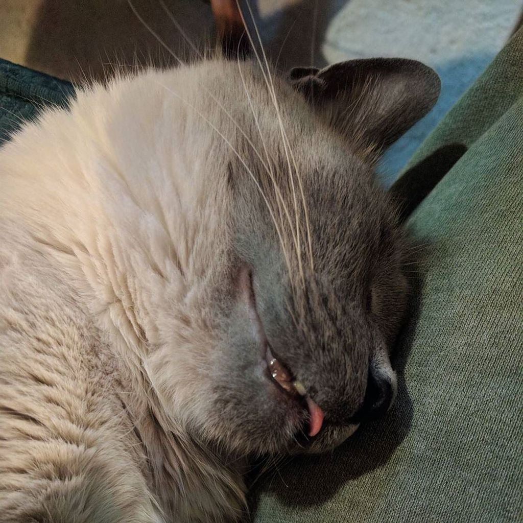 TonksTail's tweet photo. Uh-oh. Someone's sleeping on the job .... #siamesecatsofig #catswhowork #notashopcat #cats https://t.co/qiGbw6dcoa https://t.co/maHijiDX6Y