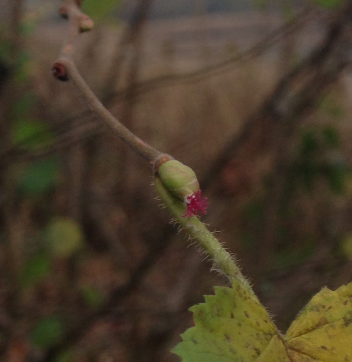 Alexpeterpowell's tweet photo. Here come the girls.A bit of colour in a somewhat grey day Corylus avellana flowers doing there thing #botany #flora https://t.co/euGHd76W5F