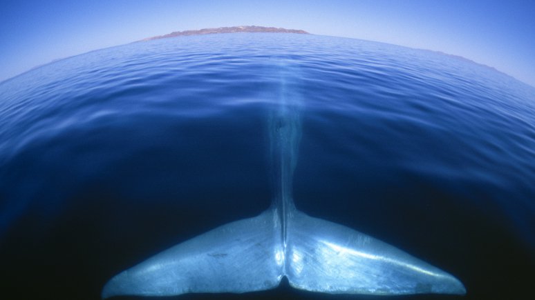 ROM Patrons (@rompatrons) on Twitter photo Donate $40 to our Blue Whale exhibition and have your name displayed <a href="/ROMtoronto/">Royal Ontario Museum</a>! bit.ly/2hQ2672 Donate $40 to our Blue Whale exhibition and have your name displayed <a href="/ROMtoronto/">Royal Ontario Museum</a>! bit.ly/2hQ2672