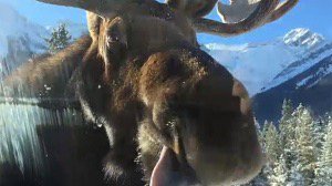 Alberta park visitors get up close and personal with salt-licking moose... calgary.ctvnews.ca/alberta-park-v…