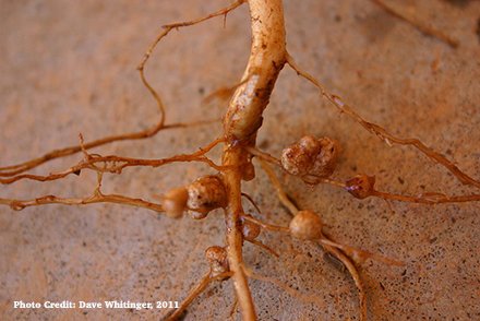 "N fertilizer makes soil bacteria less cooperative" <a href="/JenLauEvoEco/">Jennifer Lau</a> <a href="/TheBadMutualist/">Katy Heath</a>
<a href="/KelloggBioStn/">W.K. Kellogg Biological Station</a> #rapidevolution  bit.ly/2hCX0dH