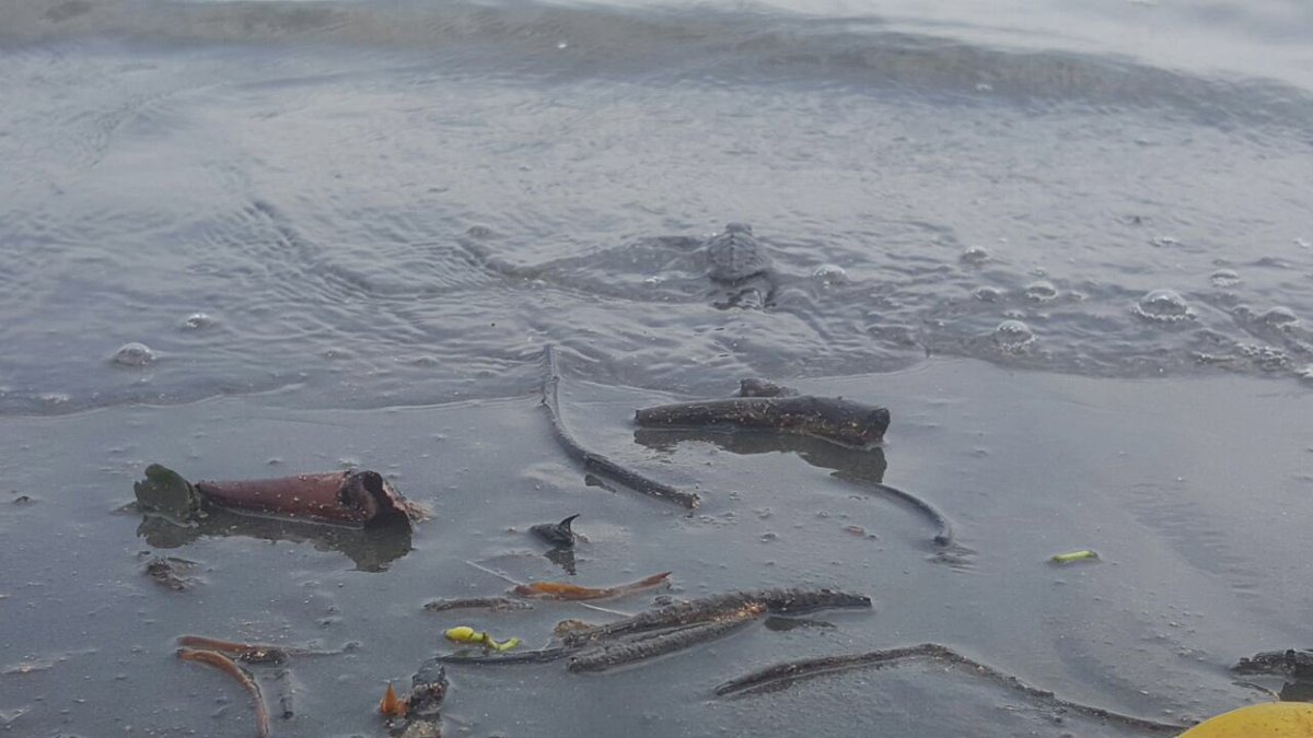 rivasescobar's tweet photo. Liberación de tortugas en playas de Tumaco https://t.co/8Gdx0R4UbA