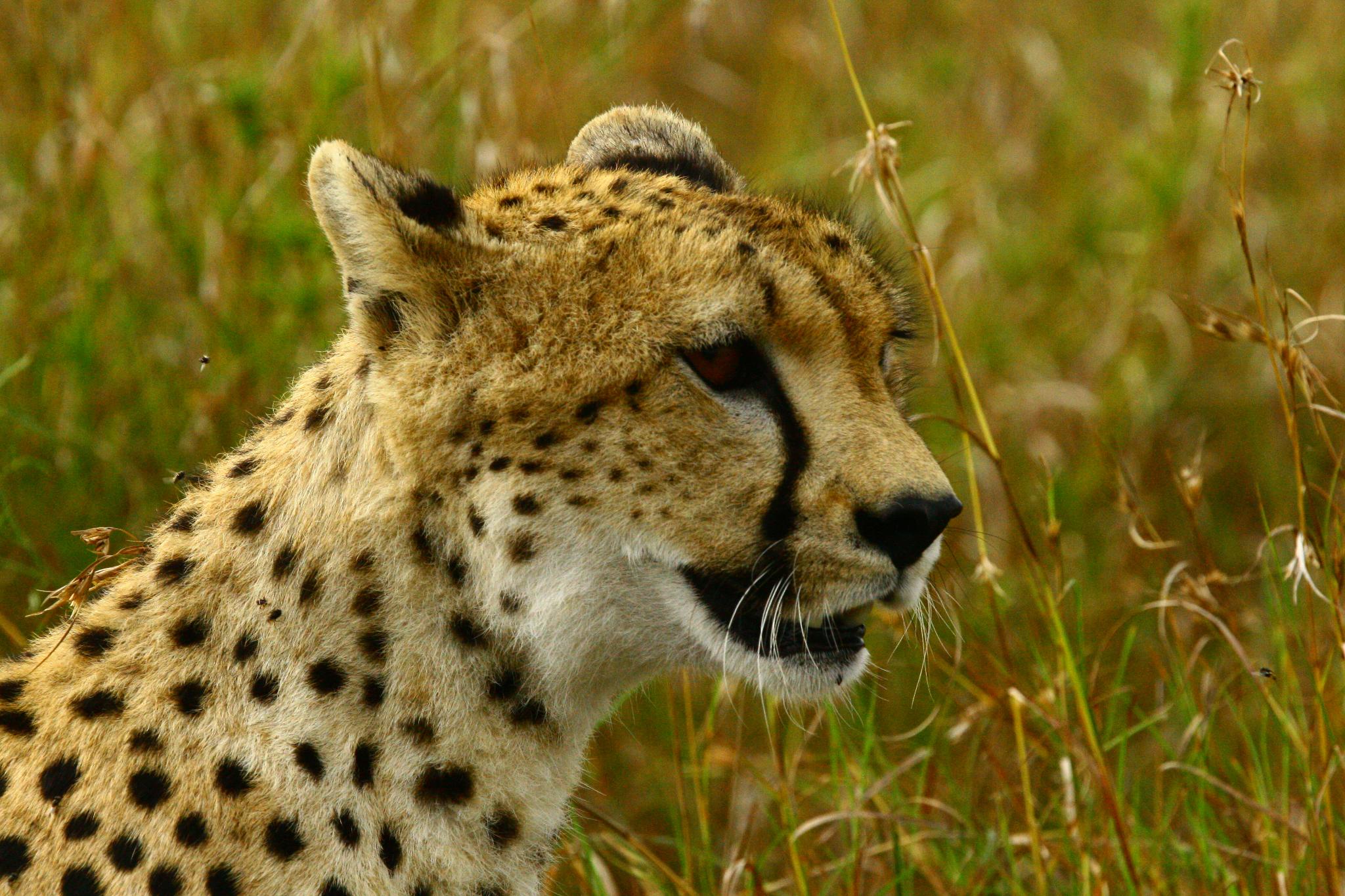 Nat Geo WILD on Twitter: Nat Geo WILD on Twitter: