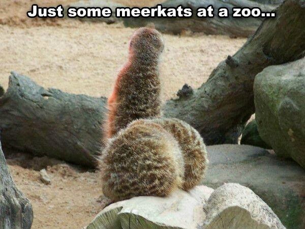 hawt_press's tweet photo. What do you see here? #funny https://t.co/aXp3TuKJdi