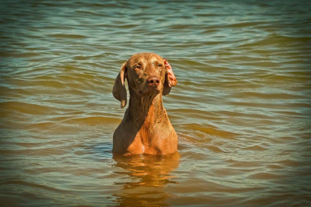 BoKnowsDogs's tweet image. “#Swimming” boknowsdogs.com/swimming/