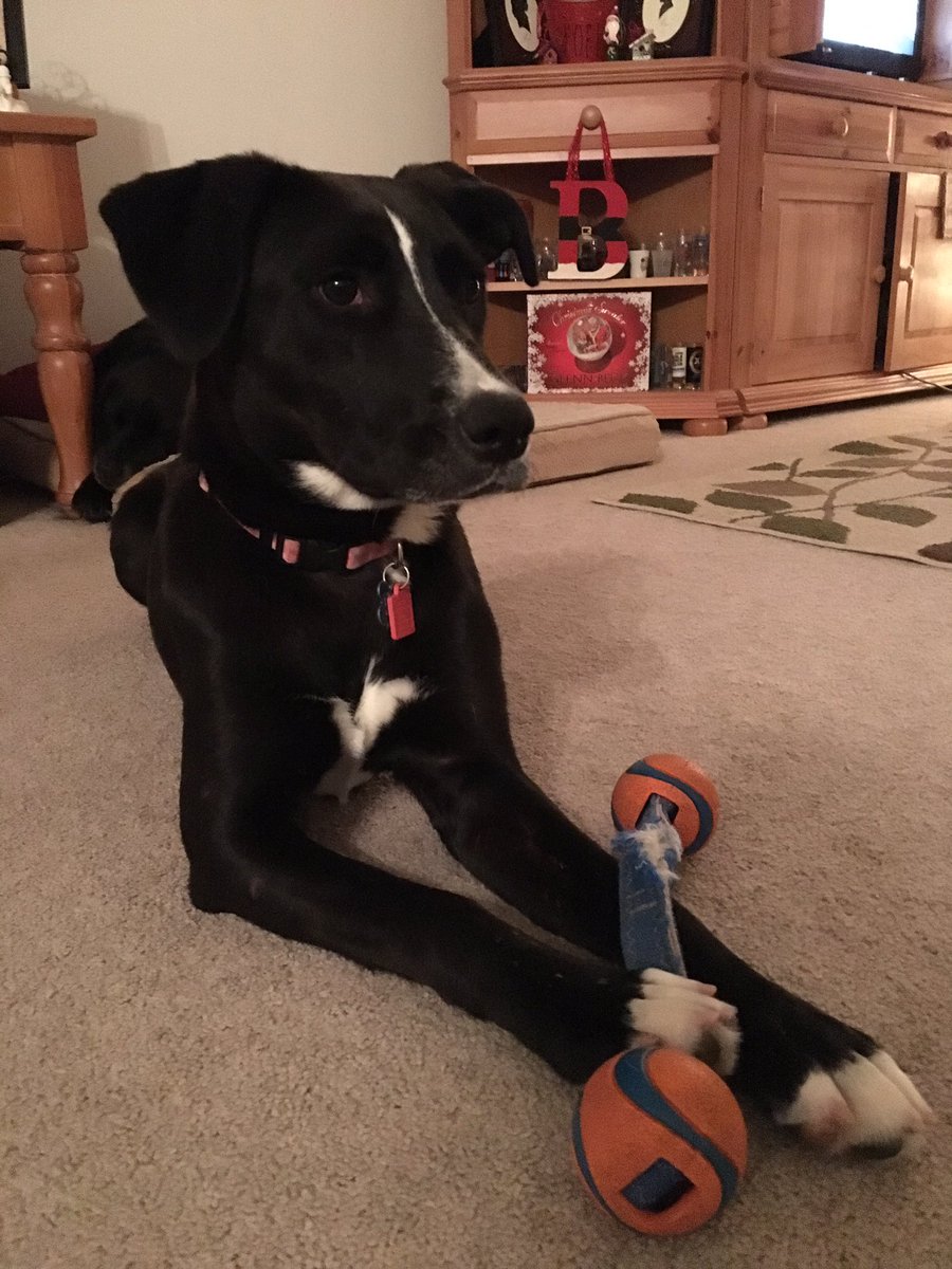 batch026's tweet photo. School out soon need an 026 Army of dog lovers 2 find Pepper. Her loop is Bowles Ele to Hawkins/Sugar Cr to San Luis Rey plz RT sm reward! https://t.co/Htcy2Qt3Ue