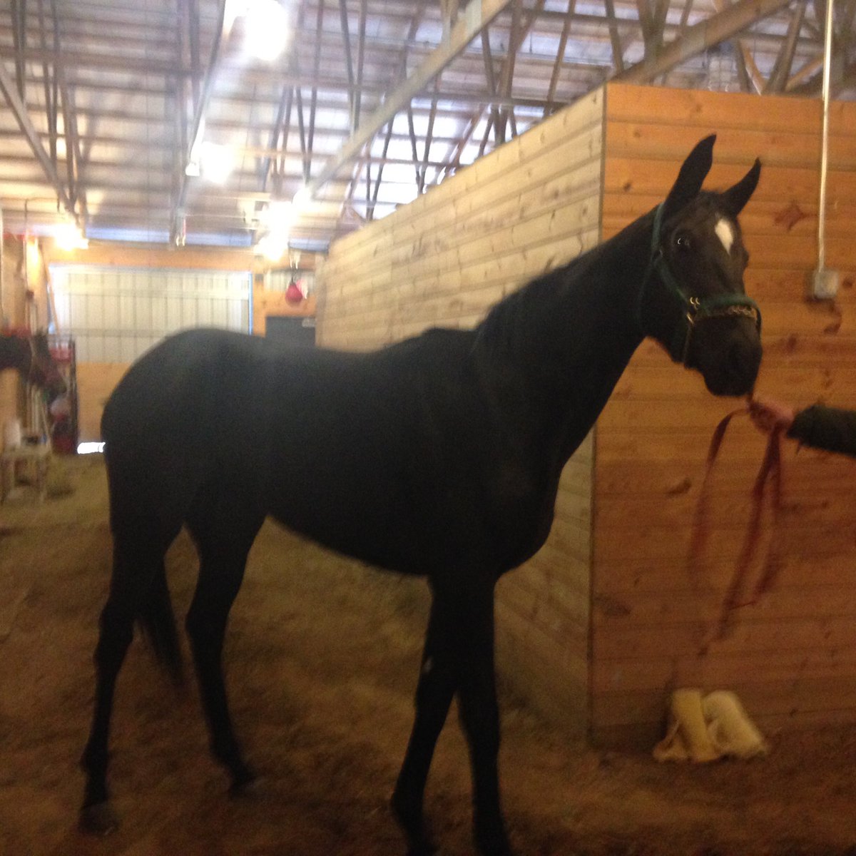 Integrity Racing (@integrityrs) on Twitter photo I love the babies, this little filly will be ready in less then 30days Partnership already SOLD OUT. <a href="/IntegrityRS/">Integrity Racing</a> #$500ashare I love the babies, this little filly will be ready in less then 30days Partnership already SOLD OUT. <a href="/IntegrityRS/">Integrity Racing</a> #$500ashare