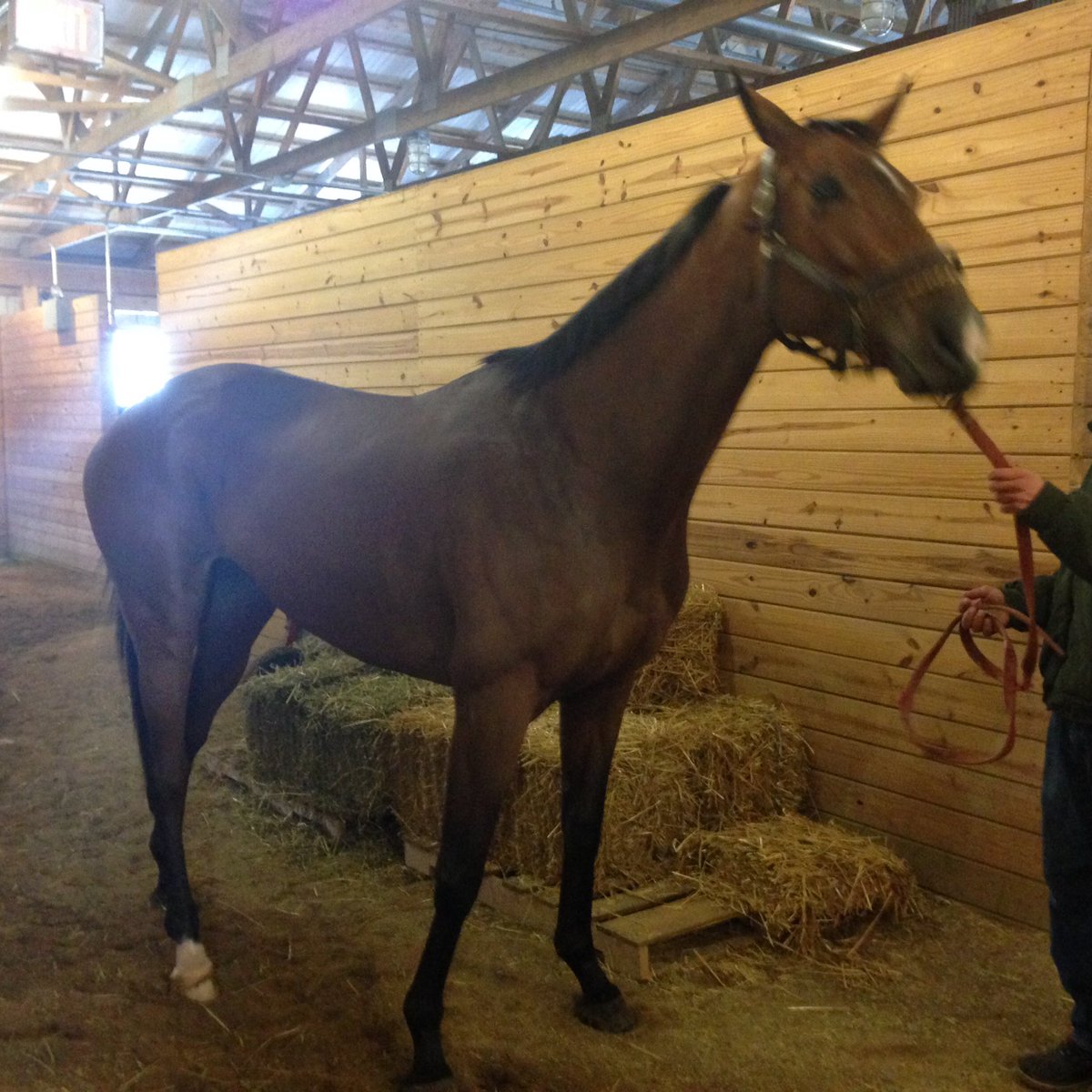 Integrity Racing (@integrityrs) on Twitter photo One of the more impressive purchases. This filly is built like a colt and moves like she is floating on air. <a href="/IntegrityRS/">Integrity Racing</a> #$500ashare One of the more impressive purchases. This filly is built like a colt and moves like she is floating on air. <a href="/IntegrityRS/">Integrity Racing</a> #$500ashare