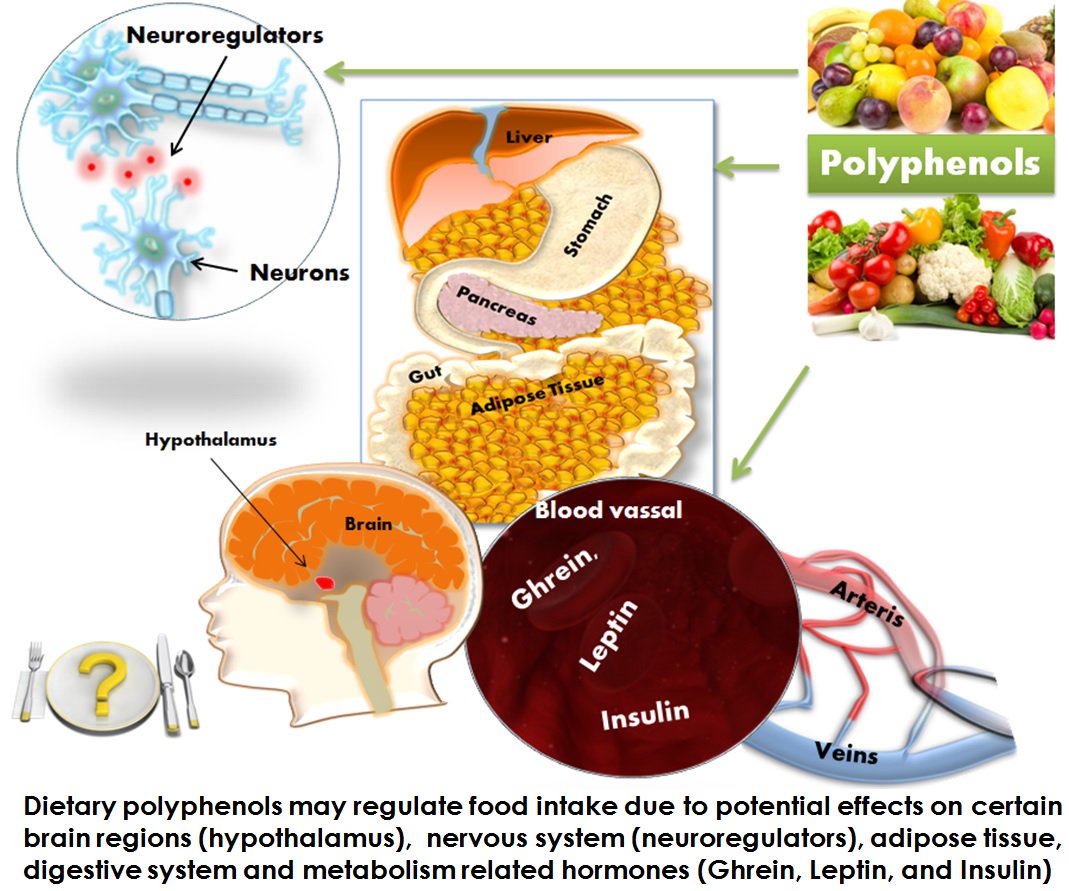 В каких продуктах содержится лептины. В каких продуктах содержится лептины. В каких продуктах содержится лептины. Продукты содержащие лектины. Лептиновая резистентность.