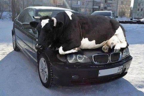 衝撃画像ｗ日本は車のボンネット＝猫だけどロシアはなんと牛だったｗｗｗ