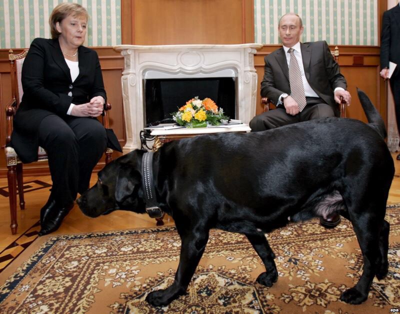 つなりん Twitter પર 秋田犬の箸置き 秋田犬の箸置き持って帰ったプーチンかわいいという人がいる メルケルはかつて犬に噛まれて犬が苦手 プーチンがメルケルを招待