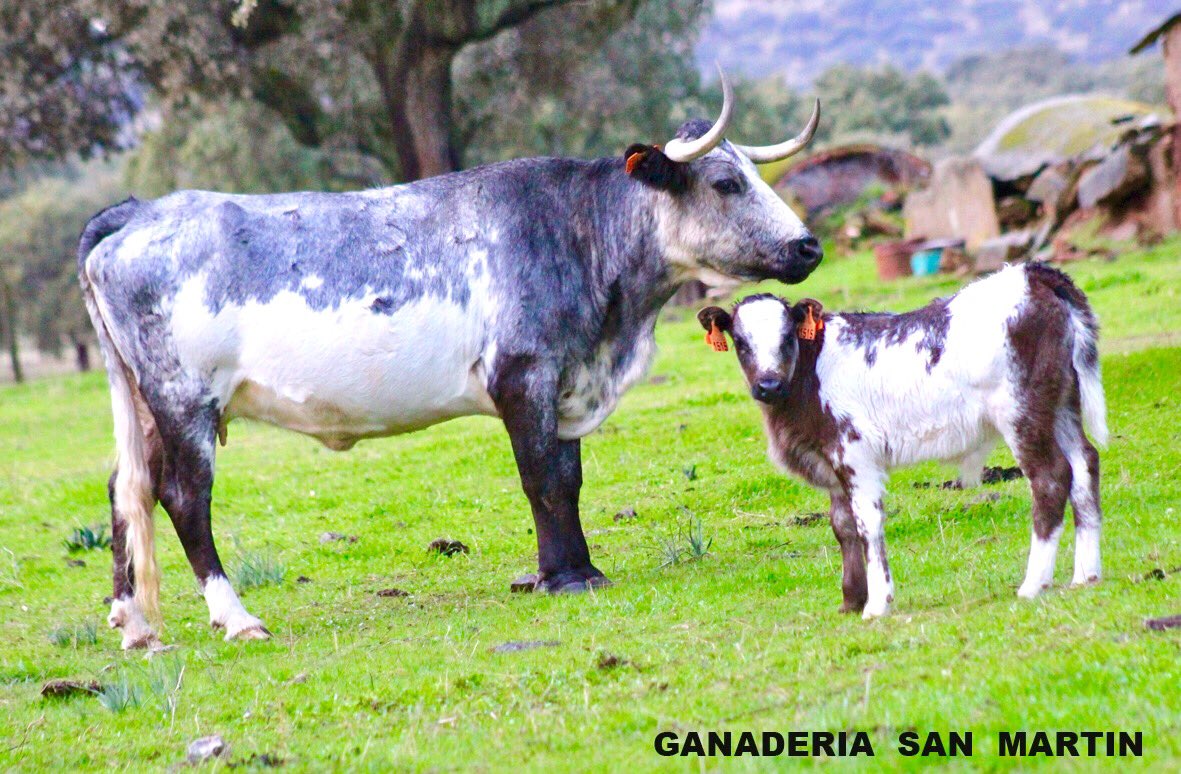 "PORTUENSE" al lado de su lustrosa madre, de las poquitas y únicas que lucen el centenario hierro de "Pérez de la Concha" <a href="/DIEGOALCALDE1/">DIEGO ALCALDE</a>