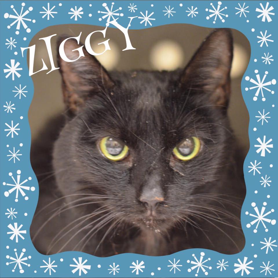 philafelines's tweet image. URGENT! Late addition ZIGGY needs exit from ACCT #PHILLY ASAP! She must leave by 8pm TONIGHT! Mail lifesaving@acctphilly.org to help her!