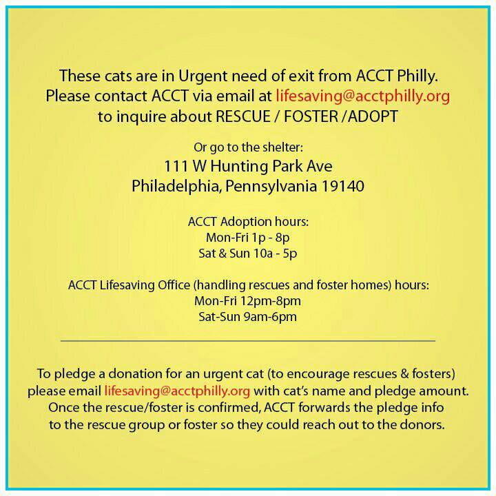 philafelines's tweet image. URGENT! Late addition ZIGGY needs exit from ACCT #PHILLY ASAP! She must leave by 8pm TONIGHT! Mail lifesaving@acctphilly.org to help her!