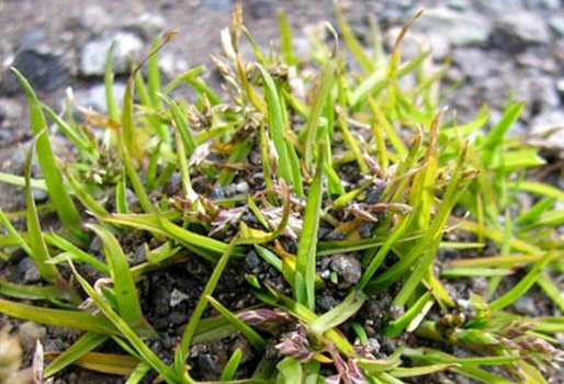 ContGanadero's tweet image. Resistencia a la radiación y a climas extremos convierten las plantas antárticas en herramientas de la biotecnología bit.ly/2h8e8EZ