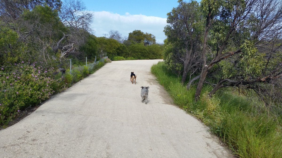 #Perth #doglovers why not head out & explore one of our Top 14 Great #Dog Parks & Walks? #keepauspetfriendly bit.ly/2cvFUhr