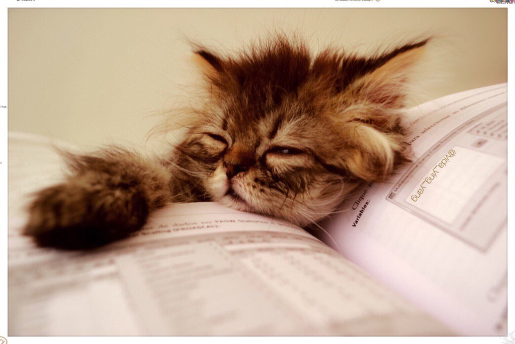No worries✨❄️✨❄️I'm fine✨
Merely ✨🌌A bit Sleepy ✨🐾✨🐾✨✨🎄✨🎅✨🎁✨🎀✨💤💤✨💤💤✨💤💤✨💤