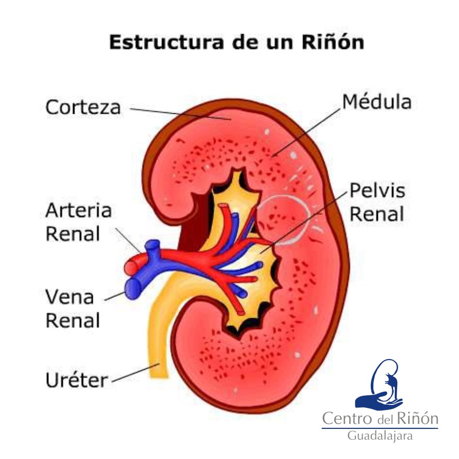 Estructura De Las Imágenes Del Riñón Archivo 3D Anatomía De La