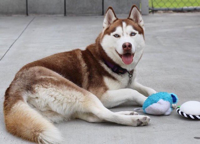 FindZoeyandCoco's tweet image. I'm still going to be keeping this page in hopes to complete this family by bringing home Coco Ellie.  #FindCocoEllie #BringCocoHome