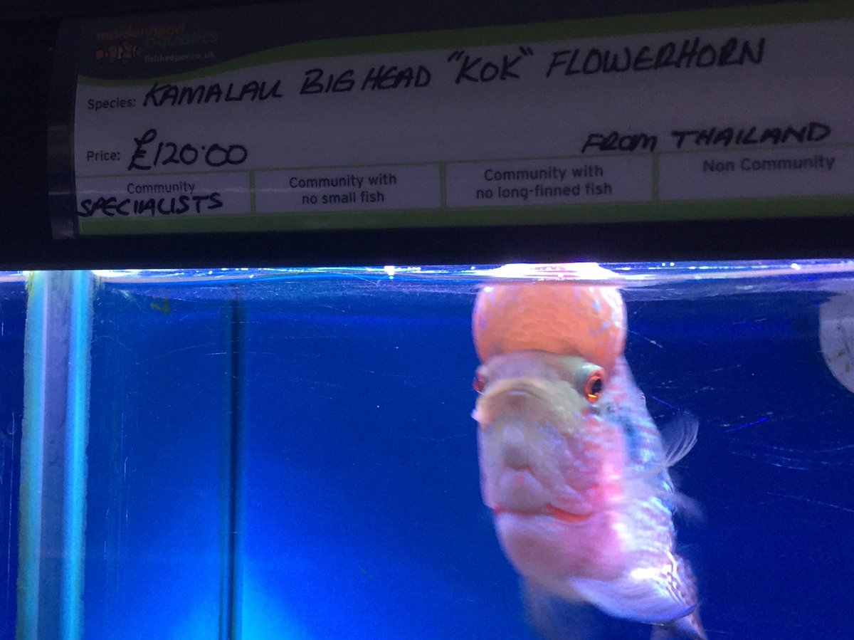 This is the 'Big Head Kok' fish that can be bought for £120 from Pugh's Garden Centre. A very apt name! #funnyfish #pughsgardencentre