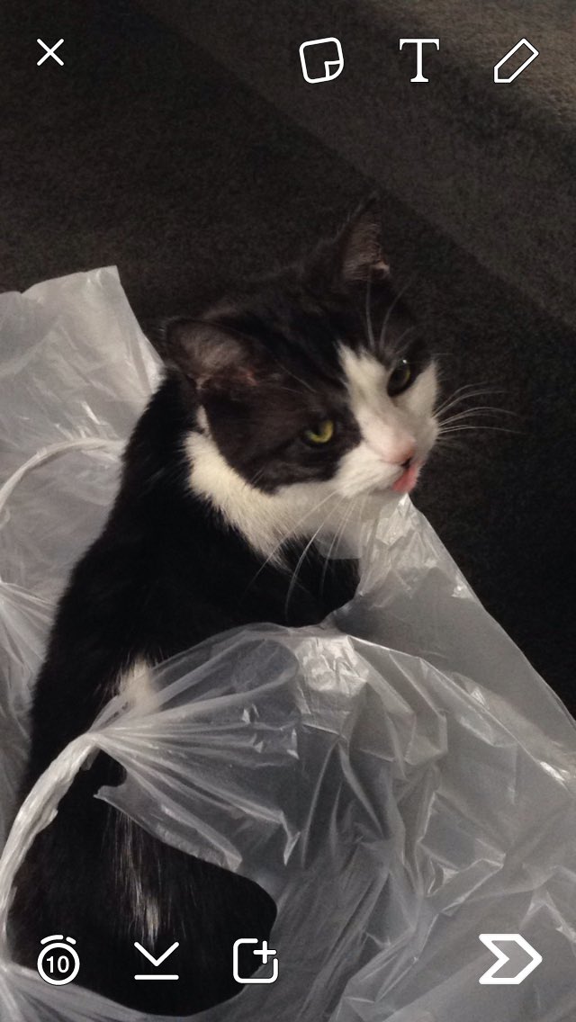 #GTLive my cheeky Lady Loki.