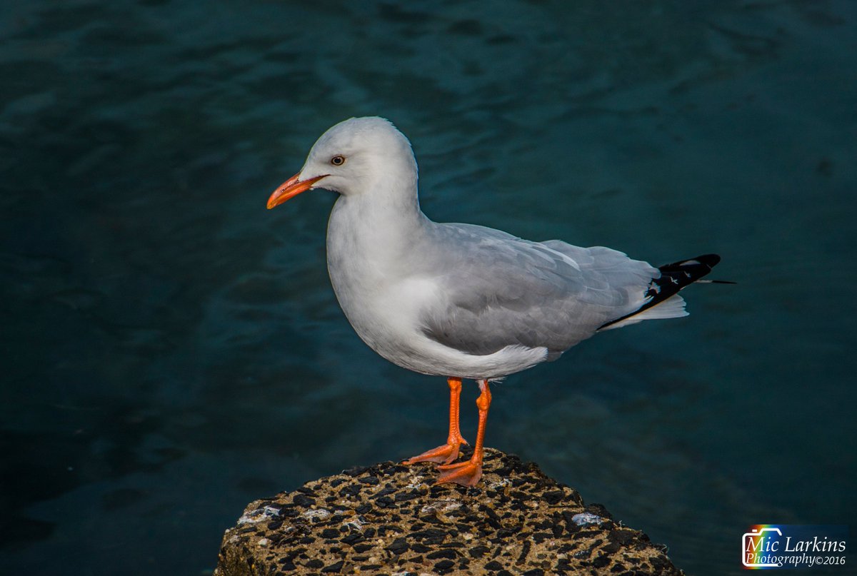 Seagull Western Beach Geelong 17/12/2016 #janesweather #livelovegeelong #photography <a href="/canonaustralia/">Canon Australia</a> <a href="/geelongbella/">Visit Geelong Bellarine</a>  <a href="/creativegeelong/">Creative Geelong</a>