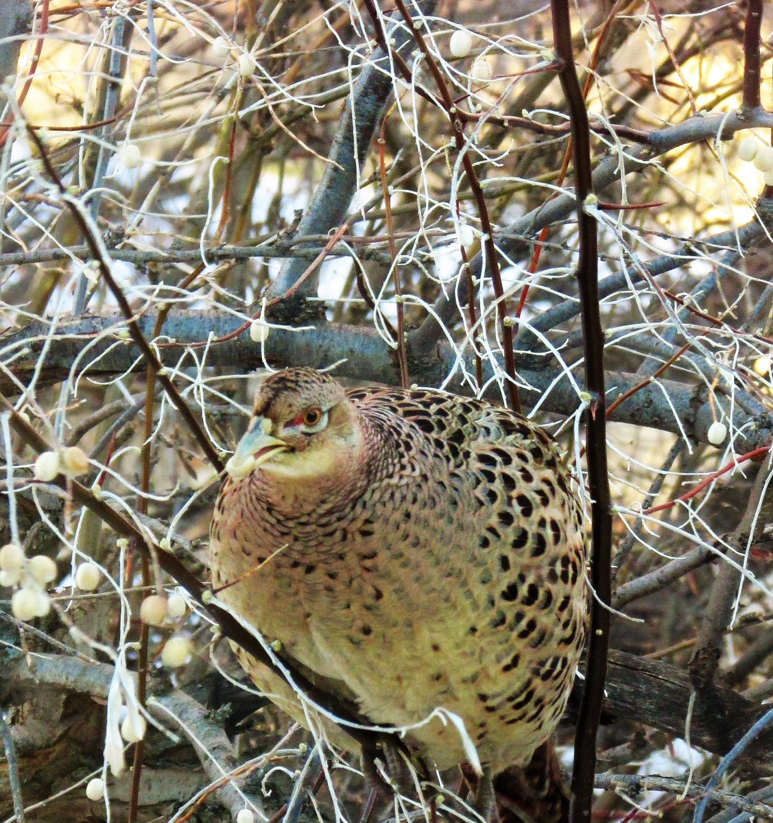 tlivers's tweet image. Some days you just need to nibble while you sit!  #cancer4lifer  #natureheals
