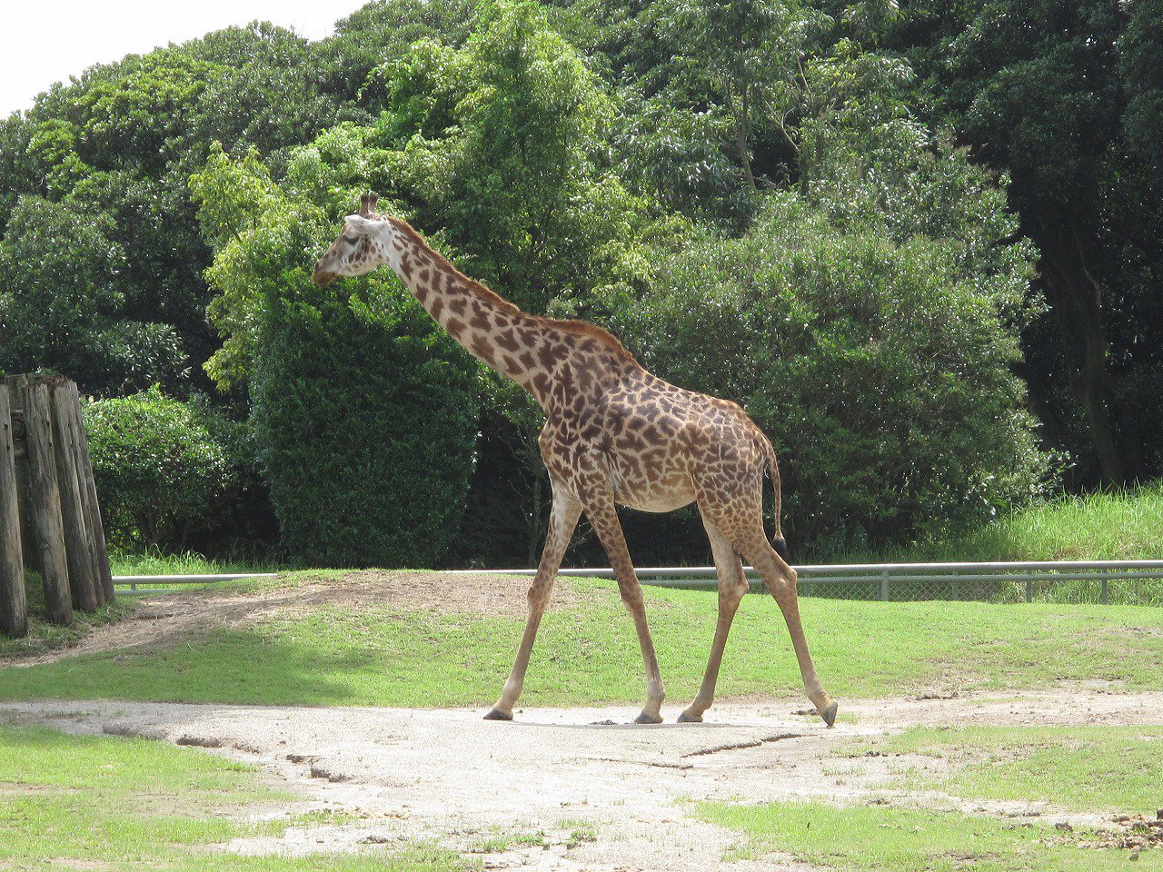 鹿児島市平川動物公園 ゾウの足跡 をたどると 側対歩 についての解説があります 右の前足 後ろ足 左の前足 後ろ足を一緒に動かす歩き方です キリンやラクダもこの歩き方です ウマは右の前足と左の後ろ足が同時に動く歩き方です リズムが違うのでウマ