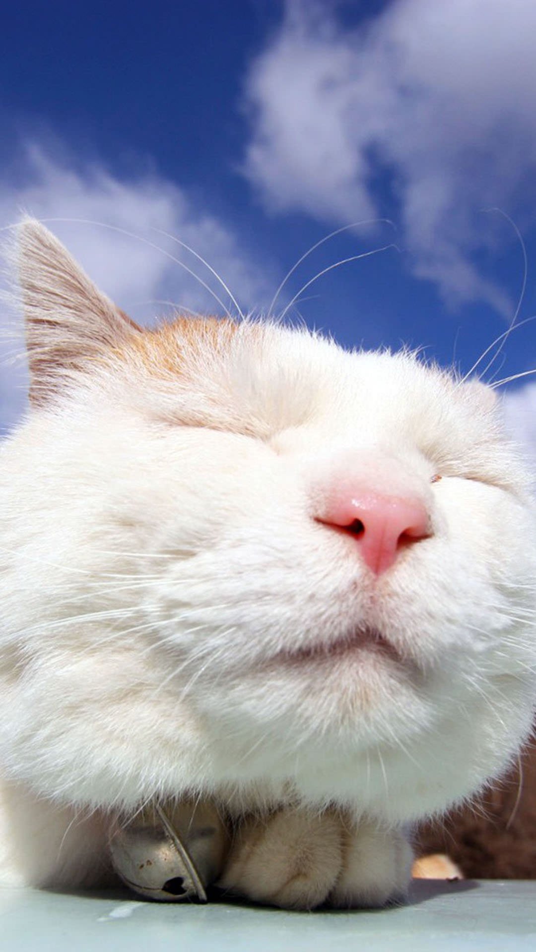 猫派の縦画 待ち受け画像 1080x19pixel Iphone7 Plus対応 猫の待ち受け画像 猫の画像 猫画像 猫 ねこ ネコ 待ち受け 待受 Iphone7 Iphone7plus Rtお願いします T Co Zfbdayvuv0 Twitter