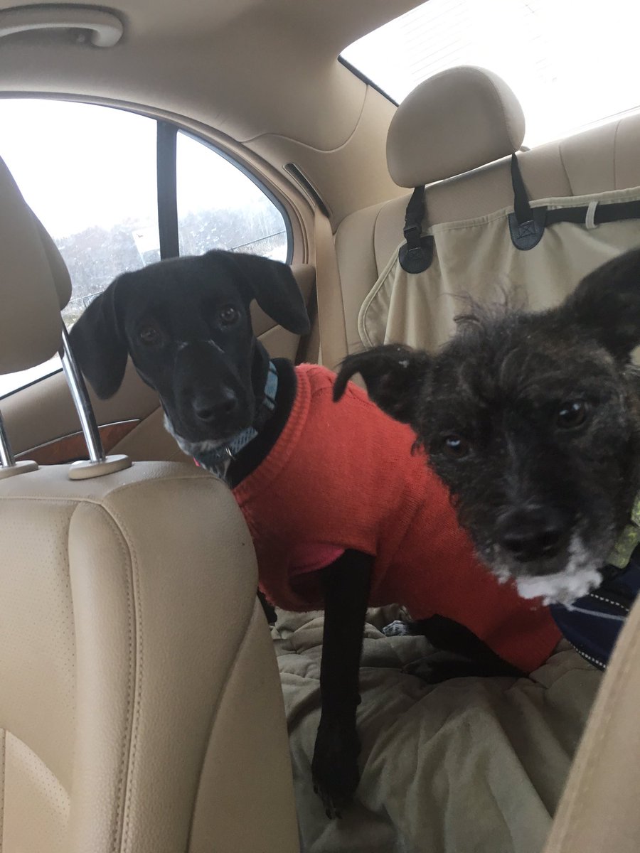 xtinealmeida's tweet image. Snowy faces after a great romp at the High Bridge dog park! #dogsofwinter
