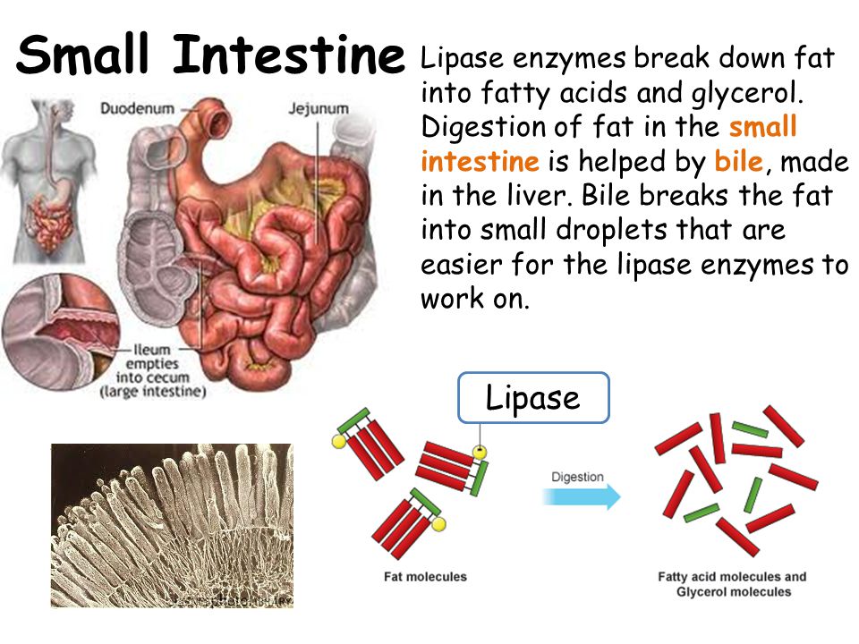 _lipase's tweet photo. NOW HIRING FOR THE CHRISTMAS SEASON IN THE SMALL INTESTINE DEPARTMENT https://t.co/AsYfzUeEz6