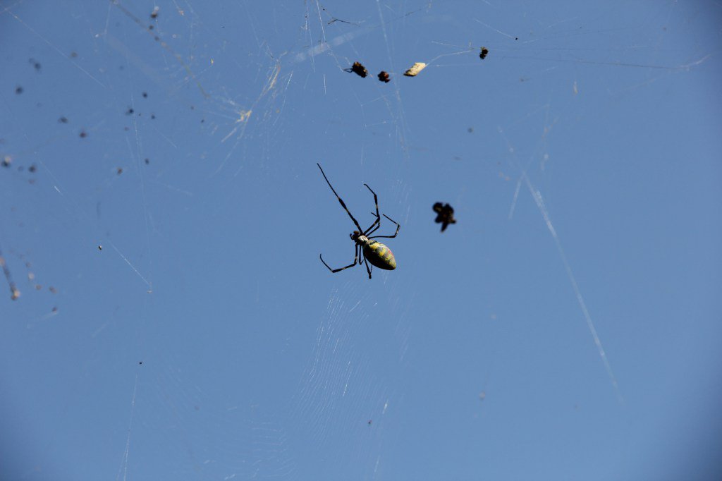 Coemi 夢占い 蜘蛛の夢の意味は T Co K7srf8x2vp