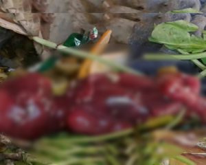 Real_Trending's tweet image. કચરાપેટીમાં મૃત ભ્રૂણ જોઈ સફાઈકર્મીને આવી ગયા ચક્કર 
#Gujarat
 realtrending.com/gujarat/dead-f…