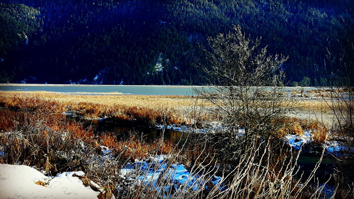 thesightoflife's tweet photo. @ryan_curtis @mishacollins you may recognize the #WinterWonderland #scenery I took pics of today #MapleRidge #PitLake #PitMeadows #hike #fun https://t.co/2rnc0s6Hf9