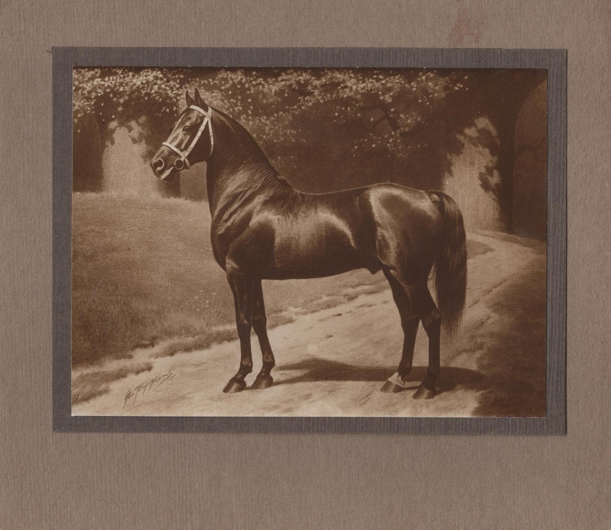 MorganMuseum's tweet image. Print of a drawing of an unidentified Morgan horse by George Ford Morris.