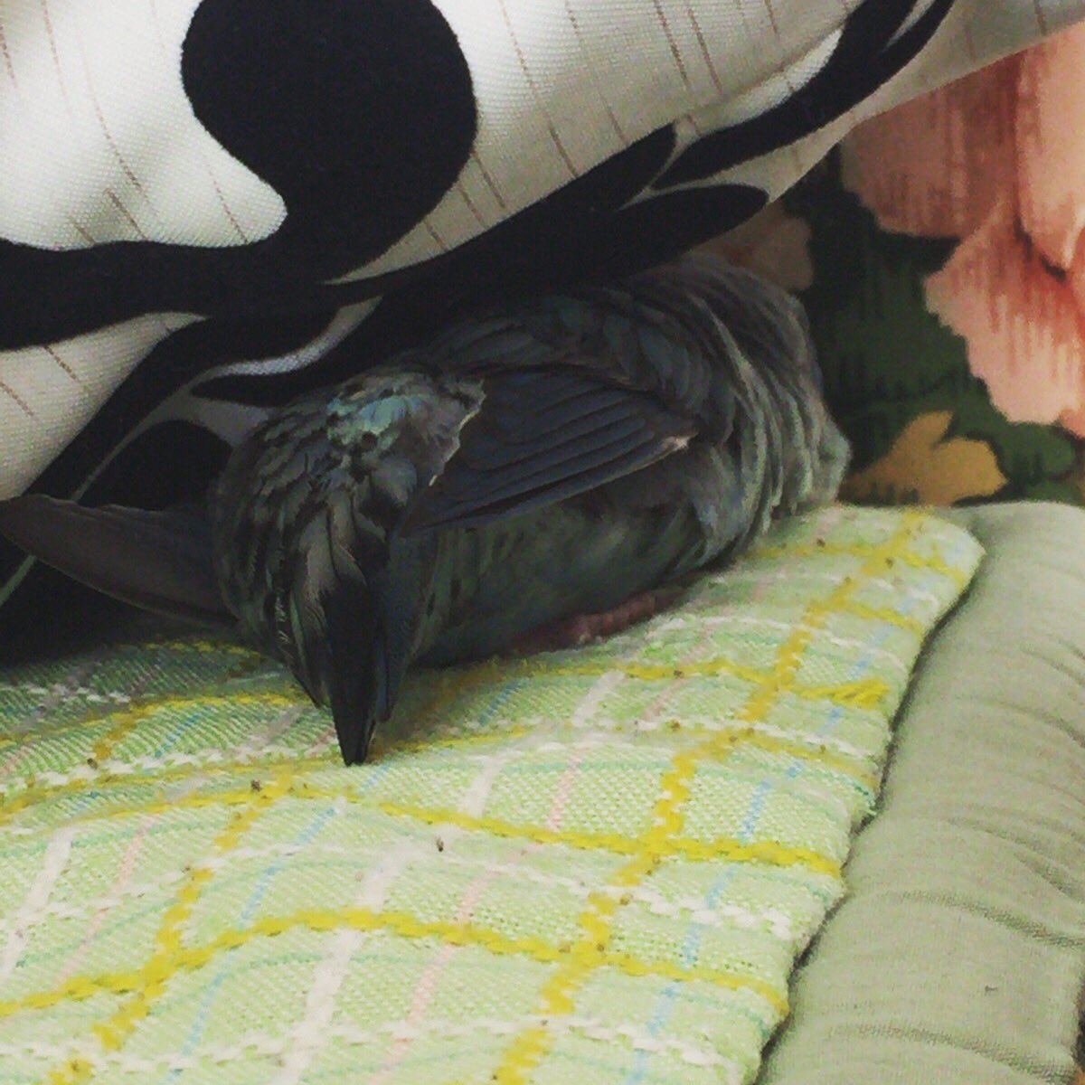 halu_suba's tweet photo. クッションとソファーの間で生き倒れた模様 #サザナミインコ #すばる #行き倒れ https://t.co/Y3NwcMCoQe