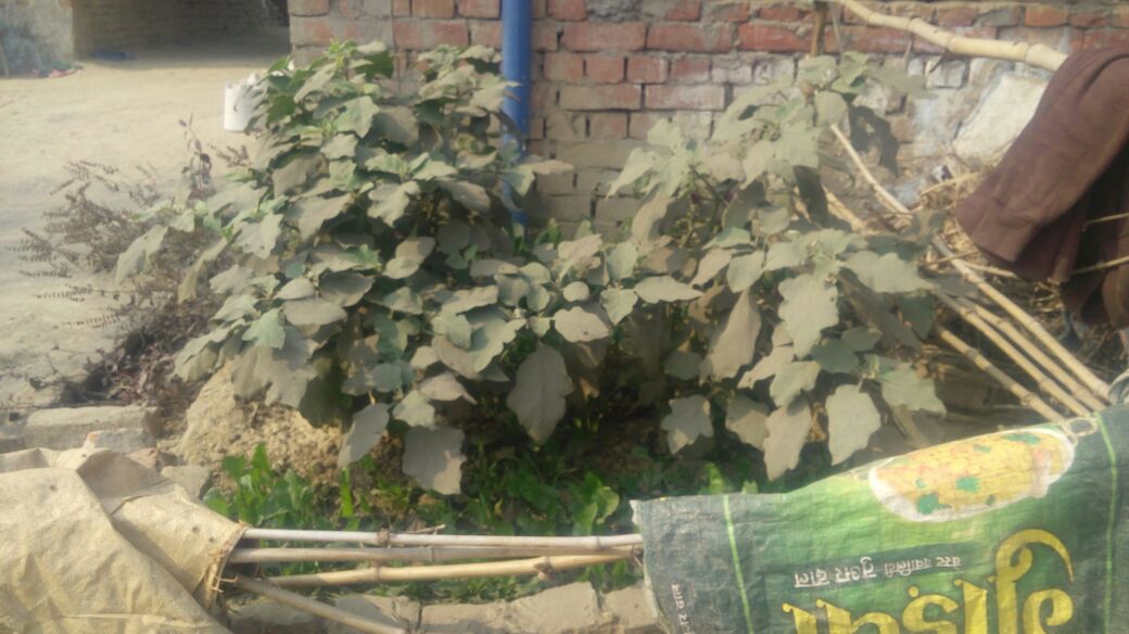 RGMVP's tweet photo. Compost and kitchen garden go together @RGMVP #18DaysCompost #VaranasiRegion #WomenInAgriculture #Nutrition https://t.co/wWbgR9klUJ