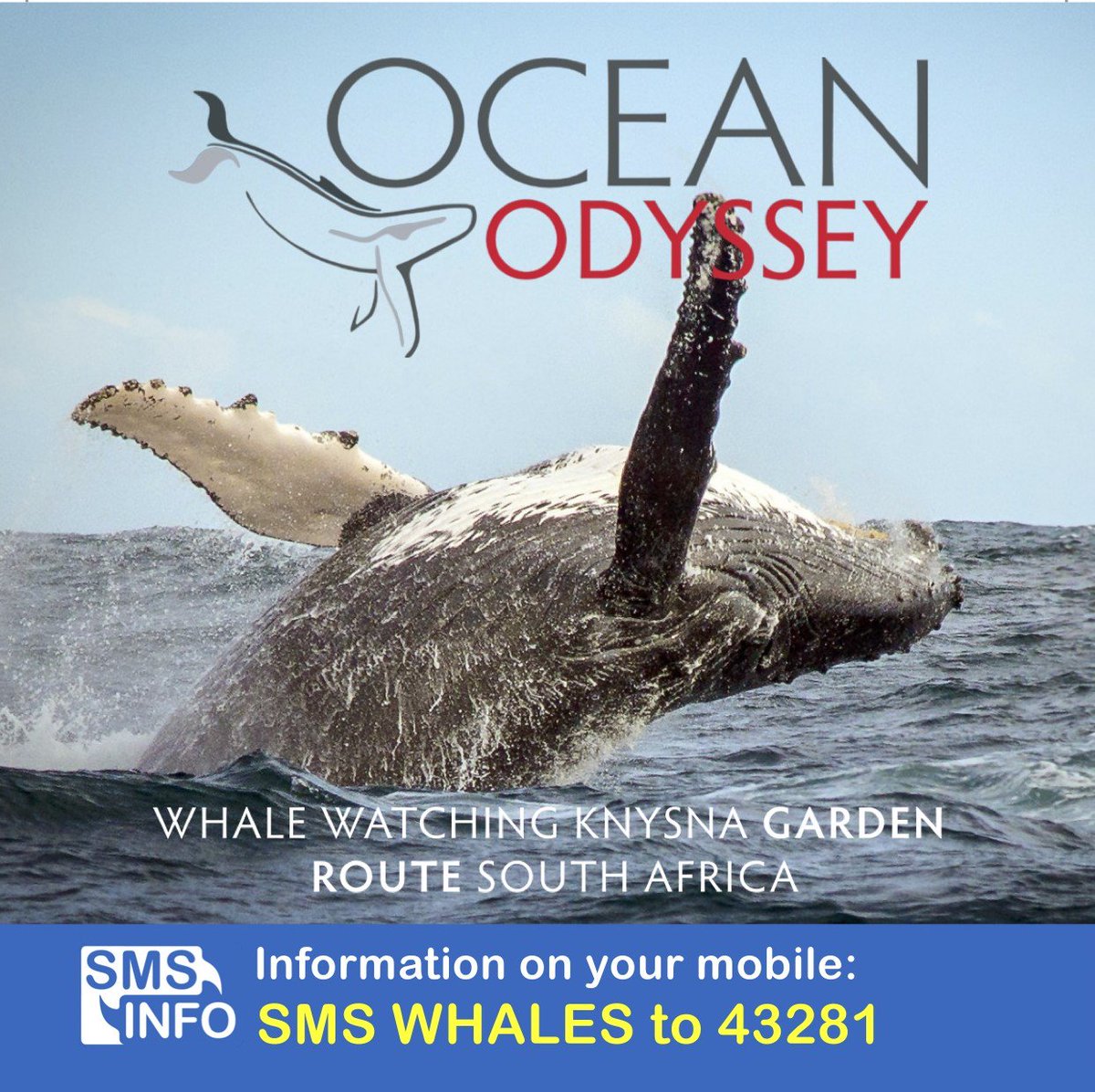infomobiza's tweet photo. Unforgettable Marine Adventures @Knysnawhales   
#MarineEcoTour #KnysnaTourism
Get more info, sms WHALES to 43281 
#EcoFriendlyTourism https://t.co/p8kQH7Ofyf