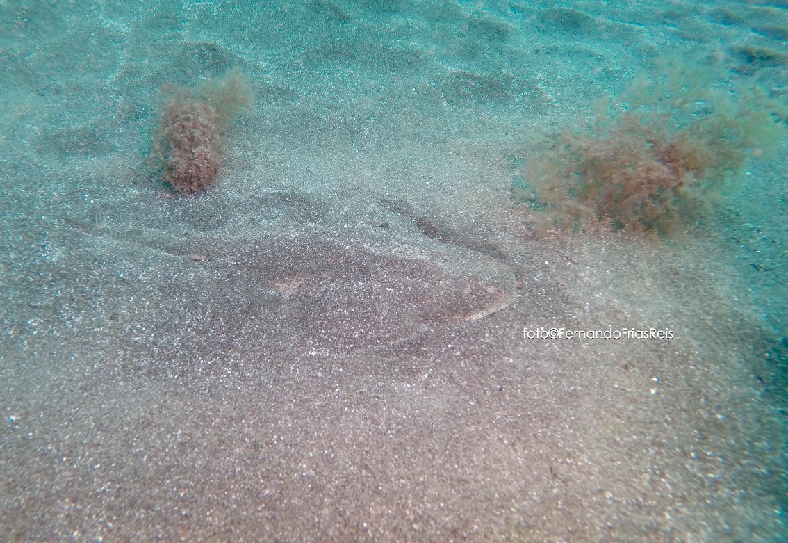 ATCsharks's tweet photo. Angel Shark sight #CanaryIslands 15th Dec.
Squatina squatina juvenil 26cm lenght
6,5m deep #LaGomera
21ºC water temp. https://t.co/0cAaKkO645