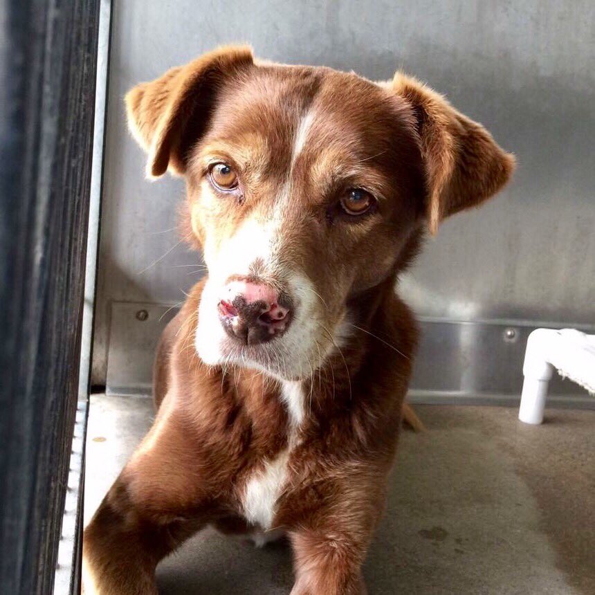 pupaid's tweet photo. Remember rescue pets this Xmas. Give food, toys &amp; bedding to your local shelter &amp; save a life in 2017 :) #adopt https://t.co/5LaLW98GaK