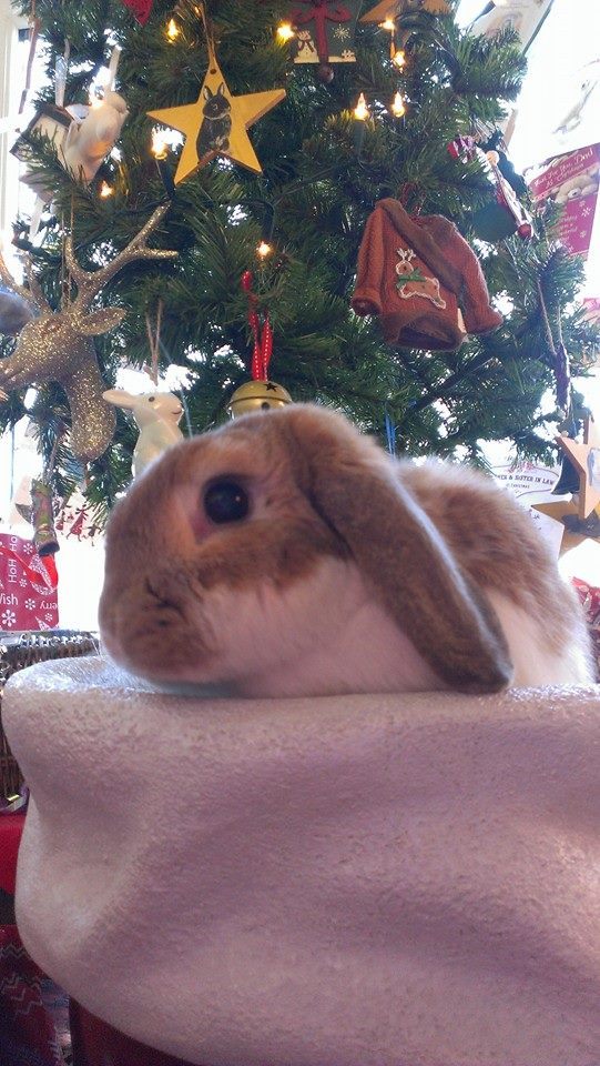 Lagolearn's tweet image. Day 17. Moo is really hoping to be on Santa&apos;s nice list! Thanks Angie #adventcalendar #rabbit #lagolearn