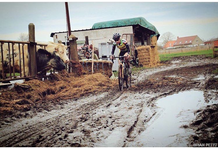 MiekeDocx's tweet photo. Hopelijk staan mijn vaste supporters vandaag terug op post! Om 14 uur start in Lichtervelde! 🐄🐮 #cxtime https://t.co/9i8YEQxxGu