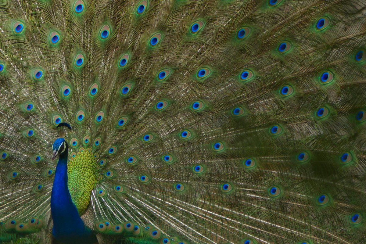 monikaadlakha's tweet photo. Feather parade!
#wild #beauty #delhi #peacock #beautiful #inspirational #colours #bird #freedom #discover #monkwithacamera #photography https://t.co/uiMrbFRW5M