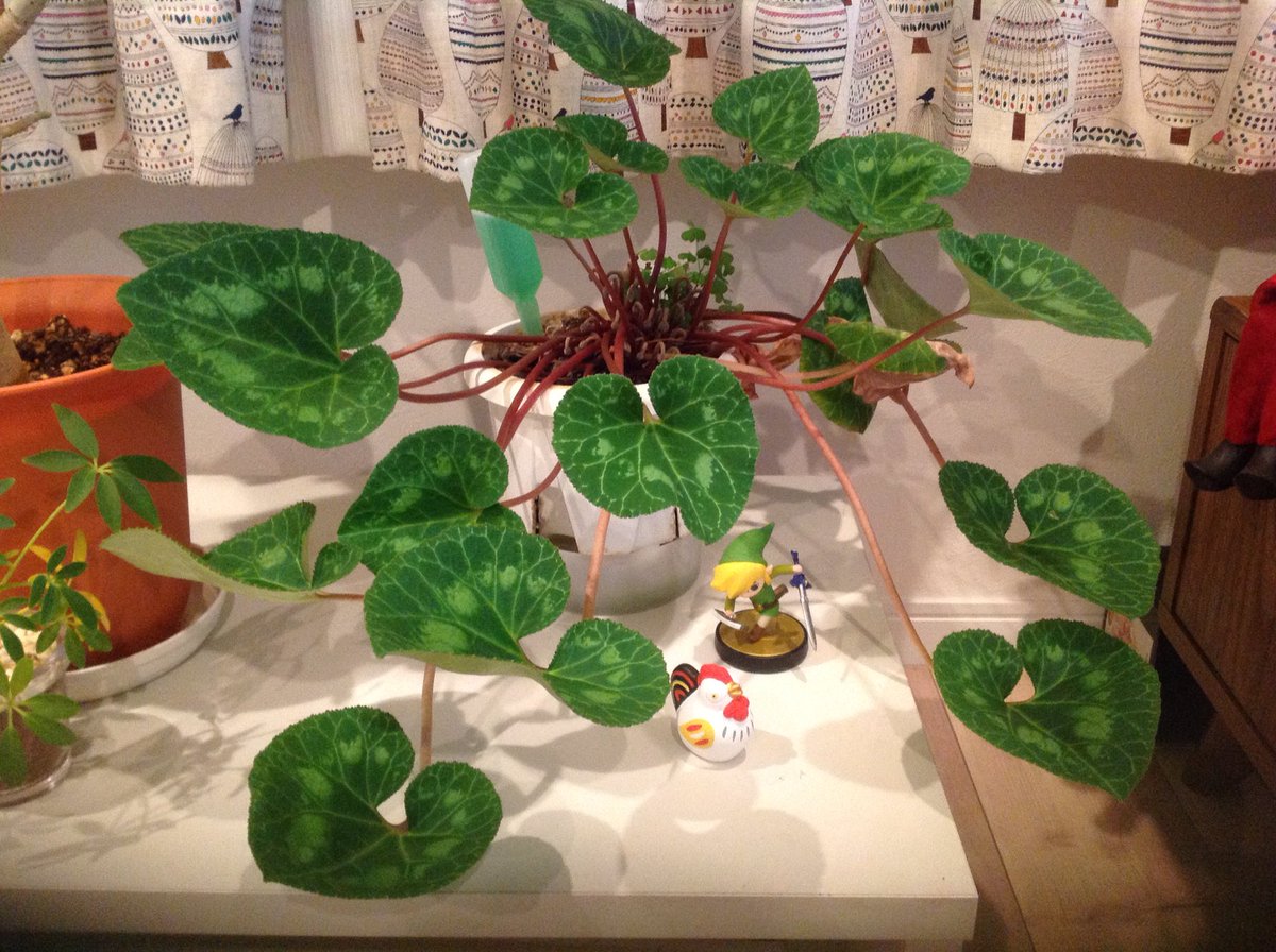 シモダアサミ 去年ボロ市で買ったシクラメン 右の小さいのがこんな感じに成長 観葉植物用の栄養液使ったら葉っぱだけえらい成長したん