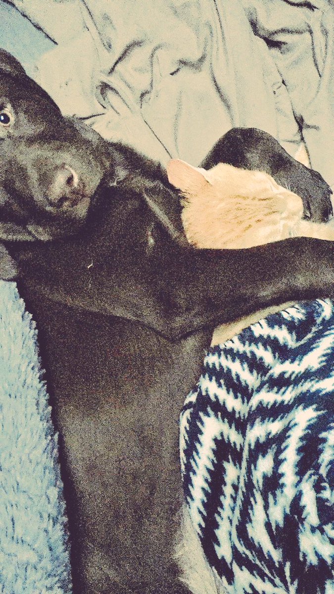 drewchris4's tweet photo. Woke up to these 2 cuddling, can't get over how cute they are 😍 https://t.co/198lqBSrU1